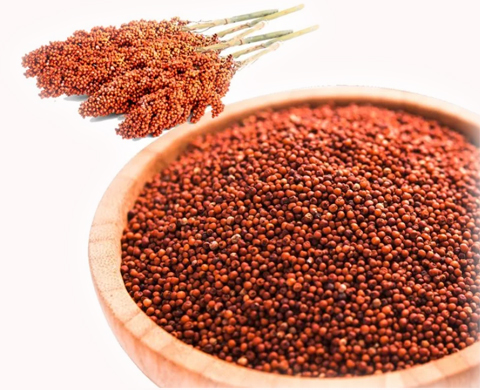 fingure-millet-ragi