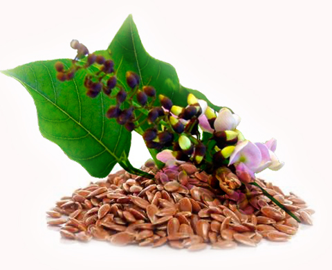 natural karanj seeds